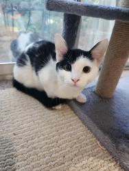 Lost Female Cat last seen Yard 553 sundilla ct, auburn al, Auburn, AL 36830