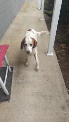 Found/Stray Female Dog last seen Brookwood circle/liberty dr. Archdale , Archdale, NC 27263