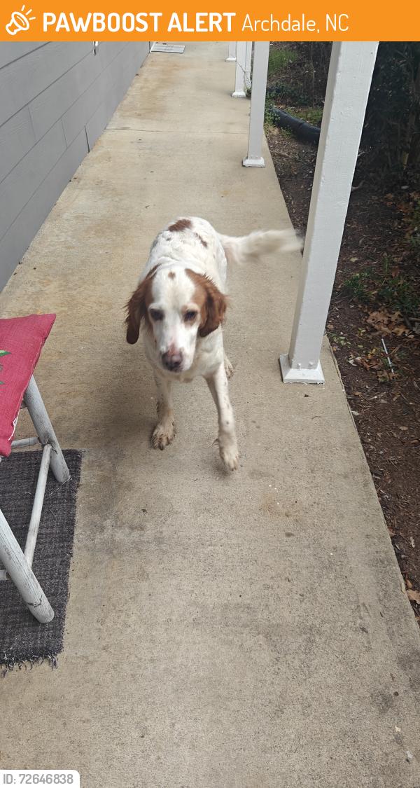 Found/Stray Female Dog last seen Brookwood circle/liberty dr. Archdale , Archdale, NC 27263