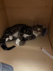 Lost Male Cat last seen Park haven apmts , Brooklyn Park, MN 55428