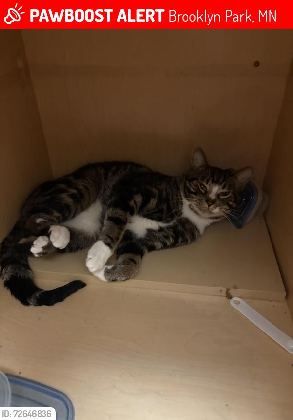 Lost Male Cat last seen Park haven apmts , Brooklyn Park, MN 55428