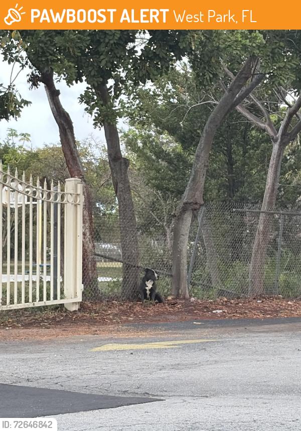 Found/Stray Female Dog last seen Annunciacion church, West Park, FL 33023
