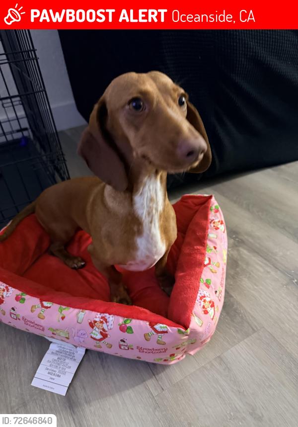 Lost Female Dog last seen Lake Blvd, Oceanside, CA 92056