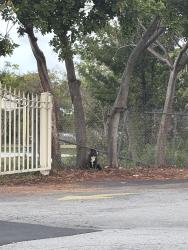 Found/Stray Female Dog last seen Annunciacion church, West Park, FL 33023