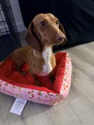 Lost Female Dog last seen Lake Blvd, Oceanside, CA 92056