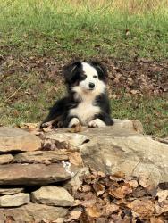 Lost Female Dog last seen Turner Rd. Rutherfordton NC, Rutherford County, NC 28139