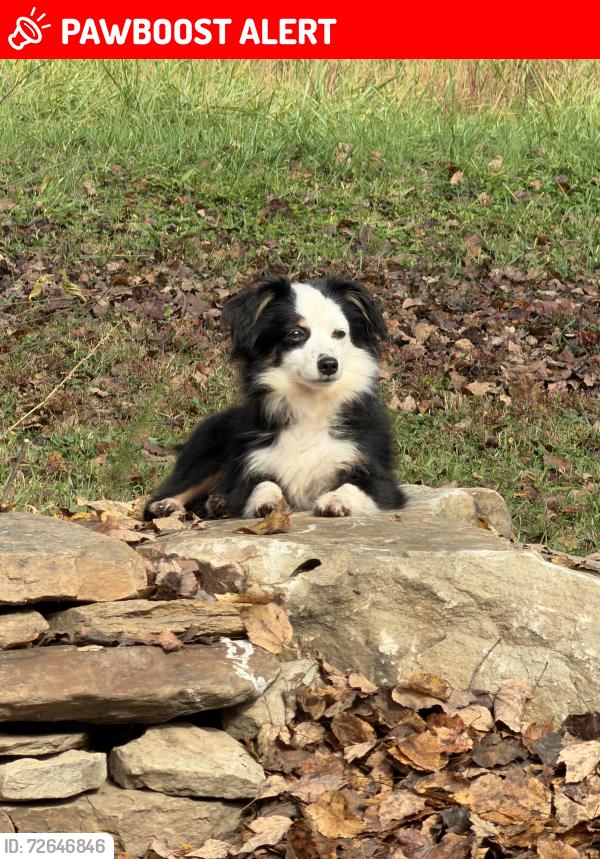 Lost Female Dog last seen Turner Rd. Rutherfordton NC, Rutherford County, NC 28139