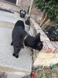 Found/Stray Male Cat last seen Near Newbridge Drive, McKinney, TX 75070
