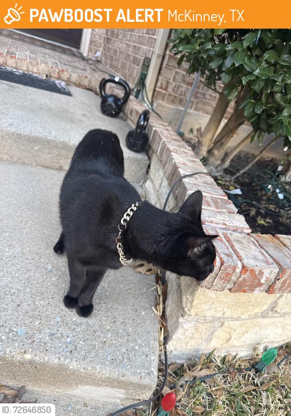 Found/Stray Male Cat last seen Near Newbridge Drive, McKinney, TX 75070