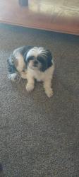 Lost Female Dog last seen Near w. MacArthur #924 , Wichita, KS 67217