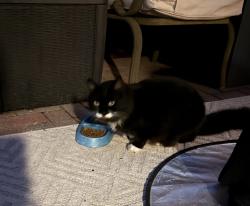 Found/Stray Unknown Cat last seen South Shore Dr and Bay Tree Dr, Miramar Beach, FL 32550