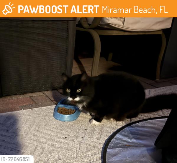 Found/Stray Unknown Cat last seen South Shore Dr and Bay Tree Dr, Miramar Beach, FL 32550