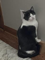 Lost Male Cat last seen Hononegah high school, Rockton, IL 61072