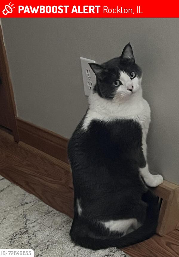 Lost Male Cat last seen Hononegah high school, Rockton, IL 61072