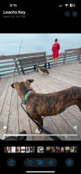 Lost Male Dog last seen Hilltop lane west , Lakeland, FL 33809