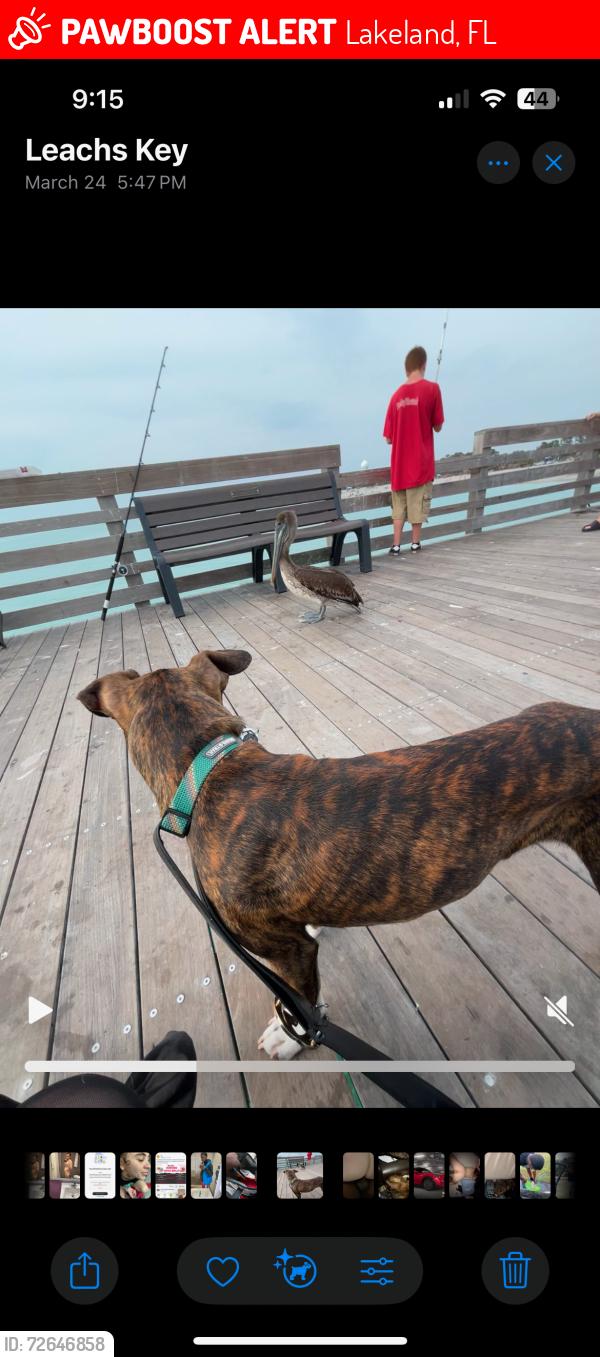 Lost Male Dog last seen Hilltop lane west , Lakeland, FL 33809