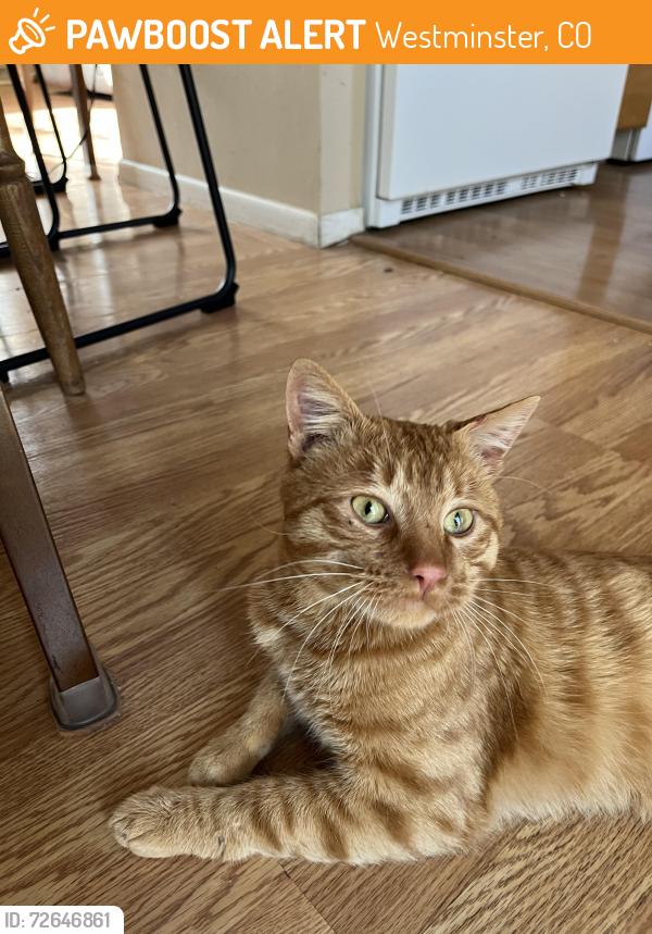 Found/Stray Male Cat last seen Sheridan and 104th, Westminster, CO 80020