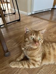 Found/Stray Male Cat last seen Sheridan and 104th, Westminster, CO 80020