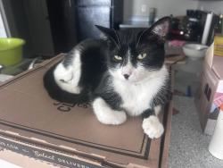 Lost Female Cat last seen Near county road 3316B Cleveland TX , Cleveland, TX 77327