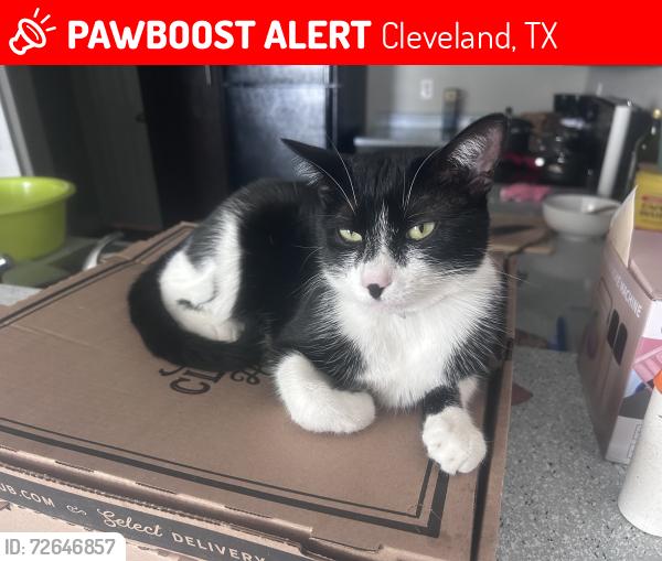 Lost Female Cat last seen Near county road 3316B Cleveland TX , Cleveland, TX 77327