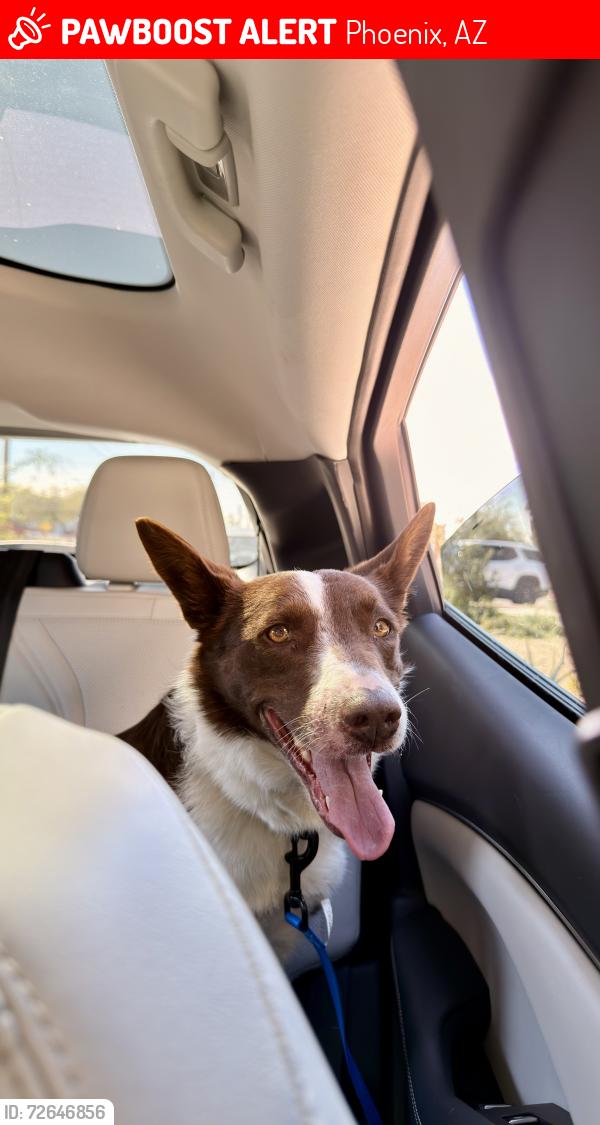 Lost Female Dog last seen 24th st and southern , Phoenix, AZ 85040