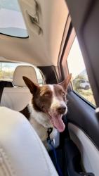 Lost Female Dog last seen 24th st and southern , Phoenix, AZ 85040