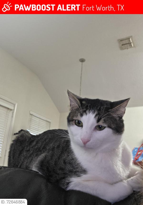 Lost Male Cat last seen Legacy and Mt Pheasant, Fort Worth, TX 76108