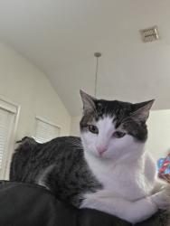 Lost Male Cat last seen Legacy and Mt Pheasant, Fort Worth, TX 76108