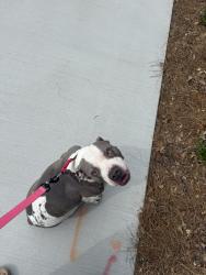 Lost Female Dog last seen Bigelow drive , Riverdale, GA 30296