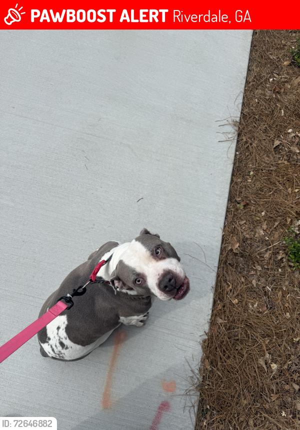 Lost Female Dog last seen Bigelow drive , Riverdale, GA 30296