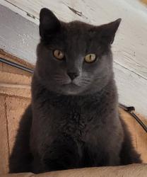 Lost Male Cat last seen Flora St / Willow Creek Rd, Prescott, AZ 86301