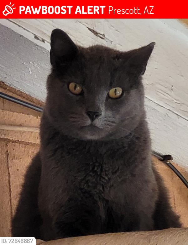 Lost Male Cat last seen Flora St / Willow Creek Rd, Prescott, AZ 86301