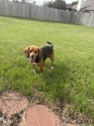 Found/Stray Female Dog last seen Tarver Dr, Temple, TX 76502