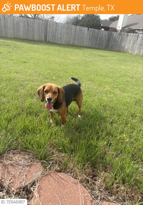 Found/Stray Female Dog last seen Tarver Dr, Temple, TX 76502
