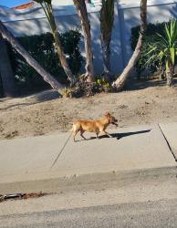 Found/Stray Unknown Dog last seen He started at Victoria and channel island, Oxnard, CA 93035