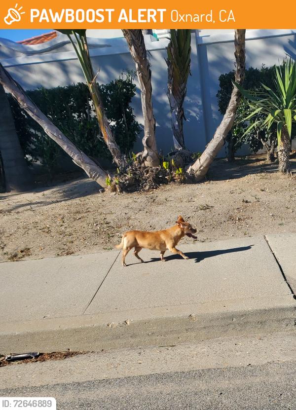 Found/Stray Unknown Dog last seen He started at Victoria and channel island, Oxnard, CA 93035