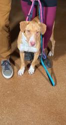 Found/Stray Male Dog last seen Schertz 78154, Schertz, TX 78154