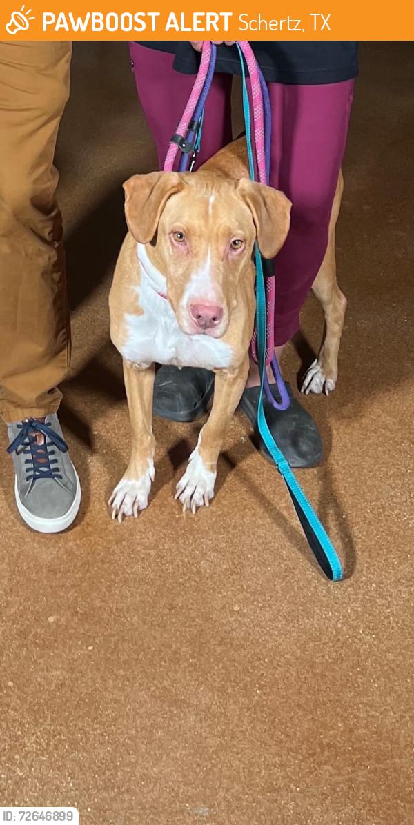 Found/Stray Male Dog last seen Schertz 78154, Schertz, TX 78154