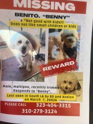Lost Male Dog last seen At 623 e 83rd st, Los Angeles, CA 90003