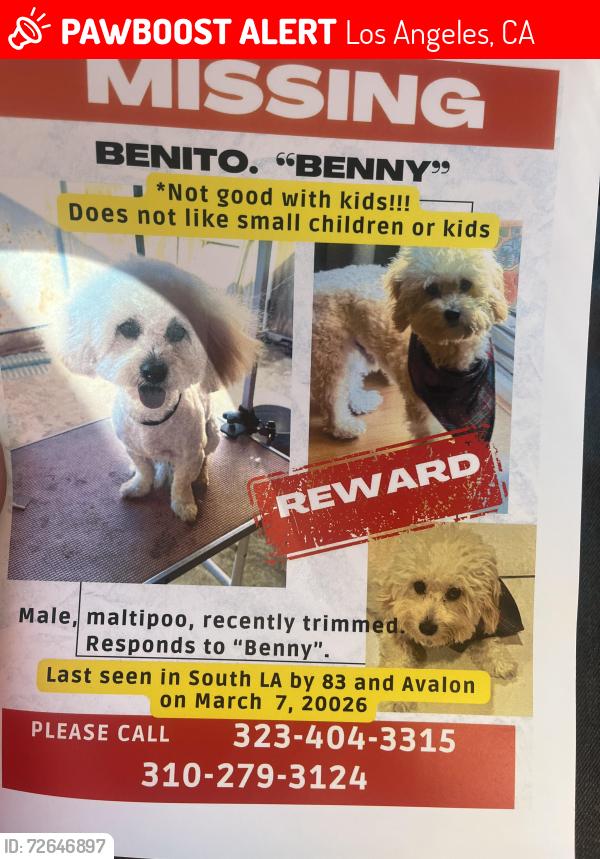 Lost Male Dog last seen At 623 e 83rd st, Los Angeles, CA 90003