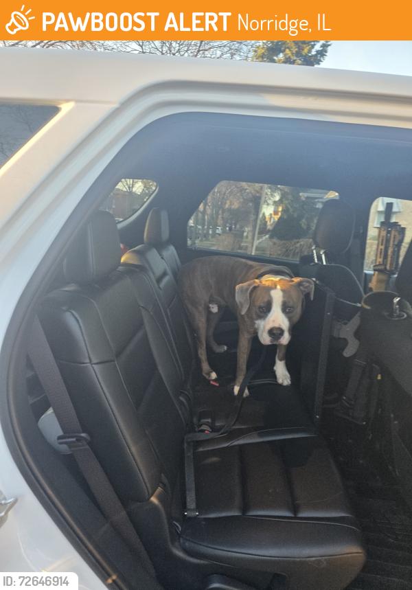 Found/Stray Male Dog last seen NORRIDGE POLICE DEPARTMENT, Norridge, IL 60706