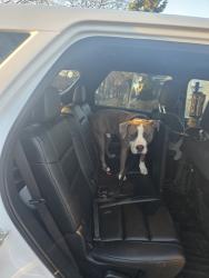 Found/Stray Male Dog last seen NORRIDGE POLICE DEPARTMENT, Norridge, IL 60706