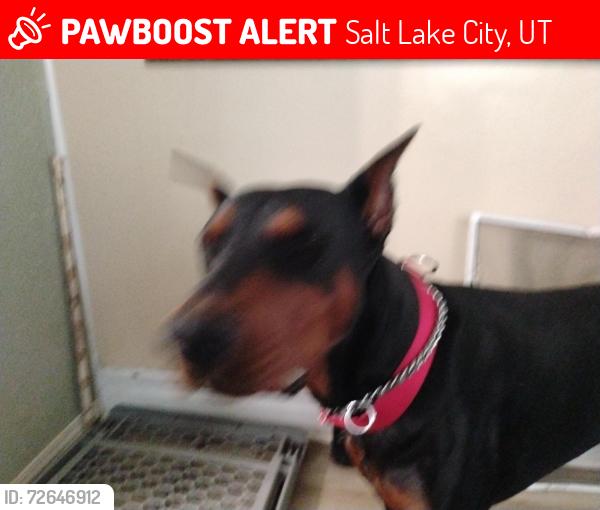 Lost Male Dog last seen Between 900 a and 1300 s w temple, Salt Lake City, UT 84101