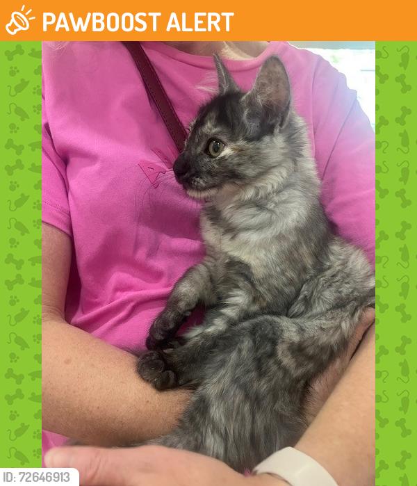Found/Stray Female Cat last seen Pomeroy street, North Strathfield, NSW 2137