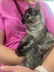 Found/Stray Female Cat last seen Pomeroy street, North Strathfield, NSW 2137