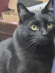 Lost Male Cat last seen Behind IHOP on trop/pecos, Las Vegas, NV 89121