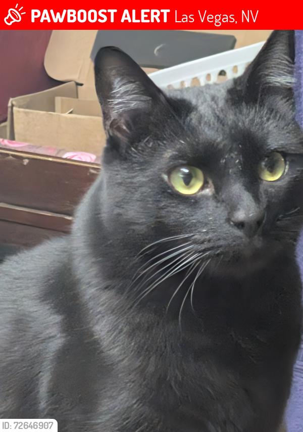 Lost Male Cat last seen Behind IHOP on trop/pecos, Las Vegas, NV 89121