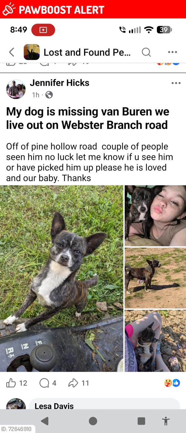 Lost Male Dog last seen District 5 fire house , Crawford County, AR 72956
