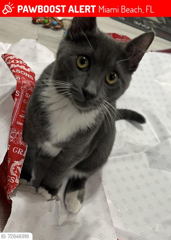 Lost Male Cat last seen close to normandy isle park, Miami Beach, FL 33141