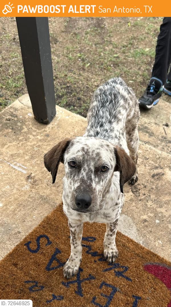 Found/Stray Female Dog last seen MLK , San Antonio, TX 78220